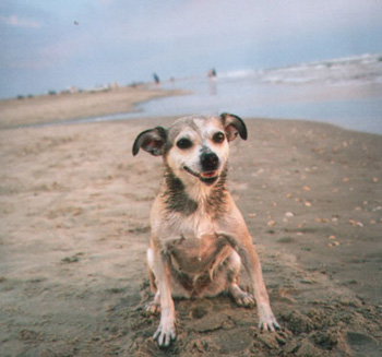 Der Star des Strandes