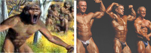 Evolution