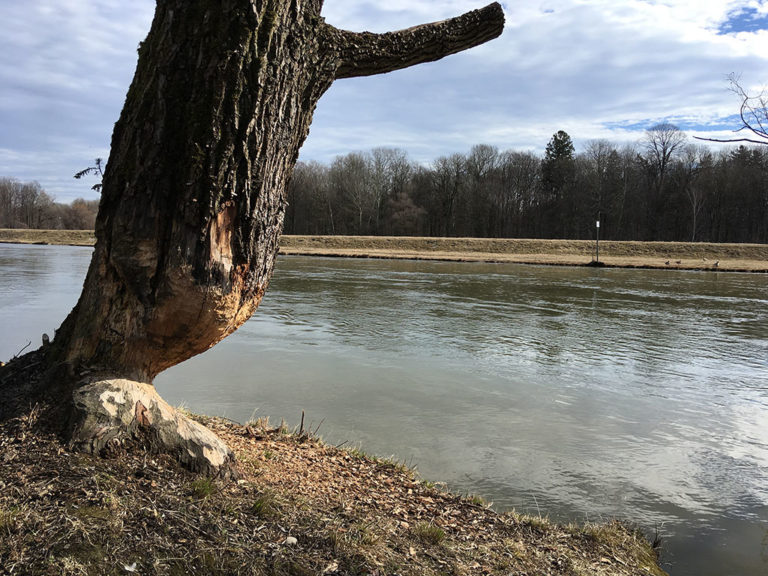 Am Isarwehrkanal steht dieser vom Bieber angenagte Baum, an dem ich auf stets dem Weg zur U-Bahn-Station vorbekomme.