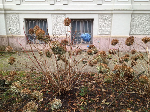 Eine kam durch: Baden-Baden, im Dezember 2014