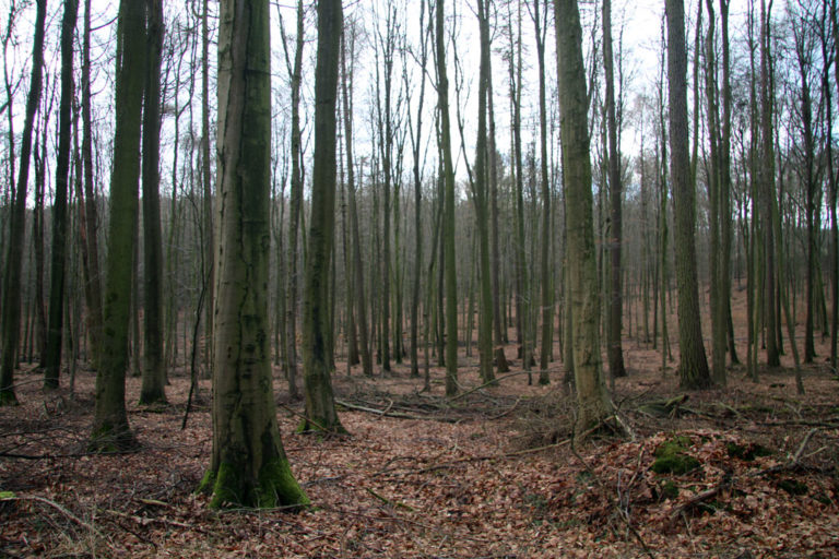 Der Schauplatz des Mordes: Hier, im Waldstück Joelskamp, wurde Soistmann Berend am 10. Februar 1783 erschlagen. Foto: Monika Gemmer