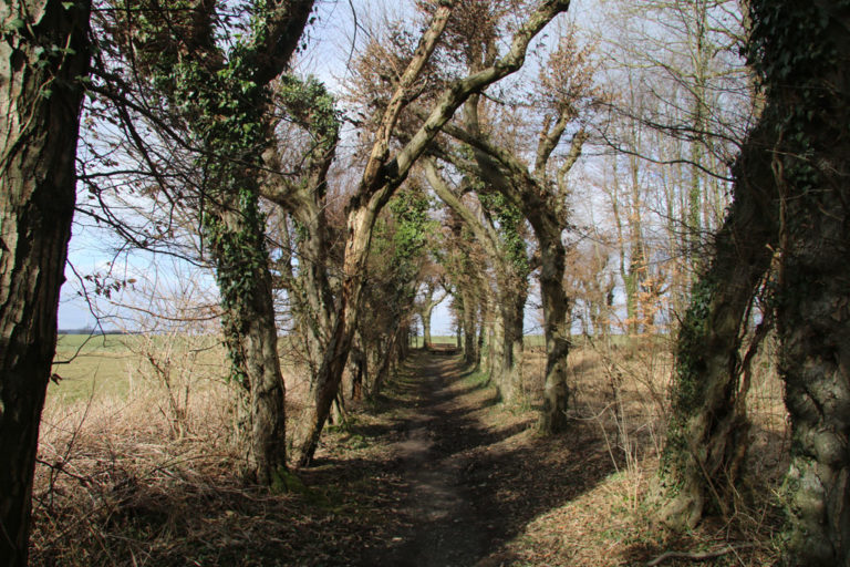 Hier lässt sich noch heute trefflich lustwandeln - zumal im Laubengang ein geocache versteckt ist. Bild: Monika Gemmer
