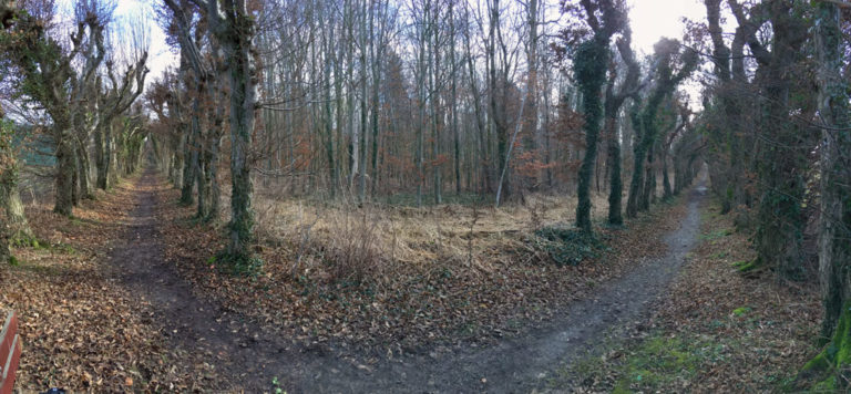 Zu zwei Seiten, im Norden und Westen des Bökerhofs, ist der Laubengang erhalten. Bild: Monika Gemmer