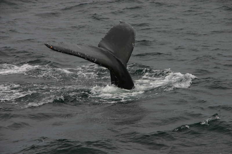 Whale Watching
